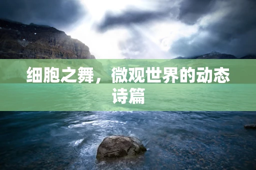 细胞之舞，微观世界的动态诗篇