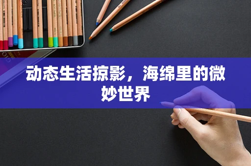 动态生活掠影，海绵里的微妙世界