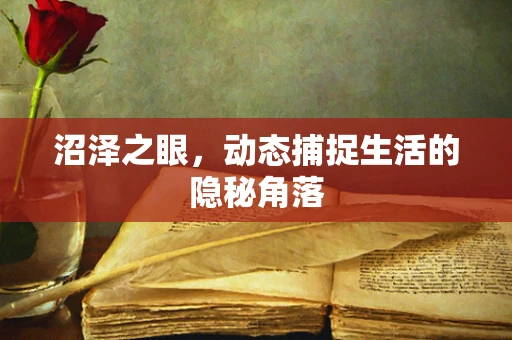 沼泽之眼，动态捕捉生活的隐秘角落