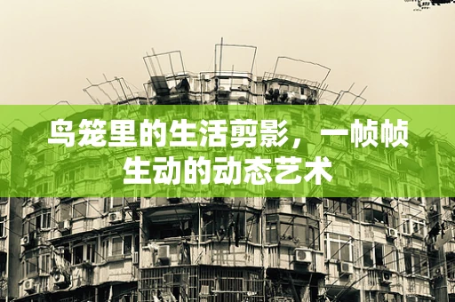 鸟笼里的生活剪影，一帧帧生动的动态艺术