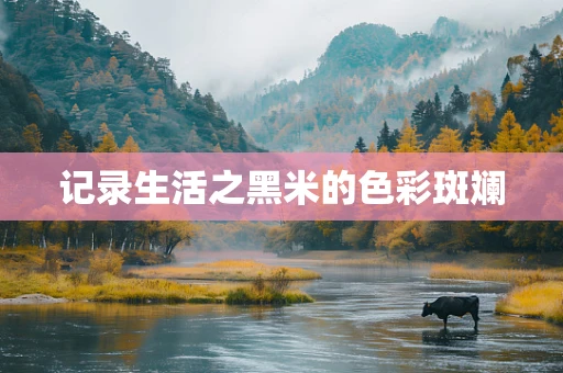 记录生活之黑米的色彩斑斓