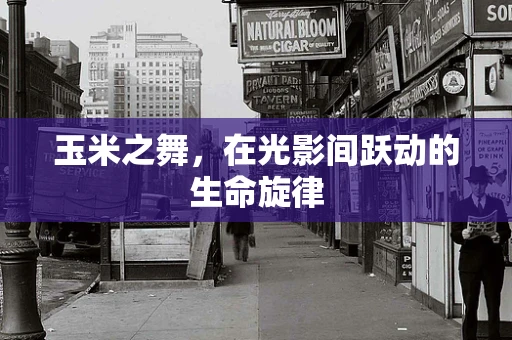 玉米之舞，在光影间跃动的生命旋律