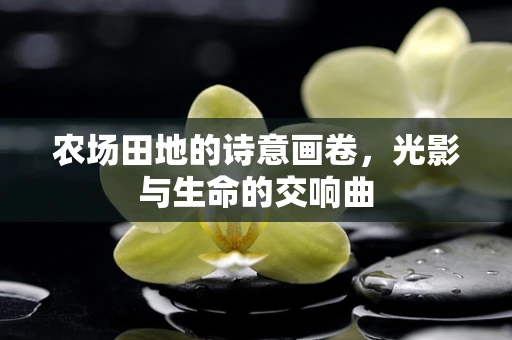农场田地的诗意画卷，光影与生命的交响曲
