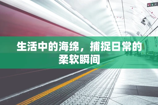 生活中的海绵，捕捉日常的柔软瞬间