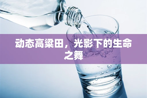 动态高粱田，光影下的生命之舞