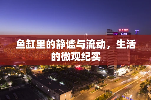 鱼缸里的静谧与流动，生活的微观纪实