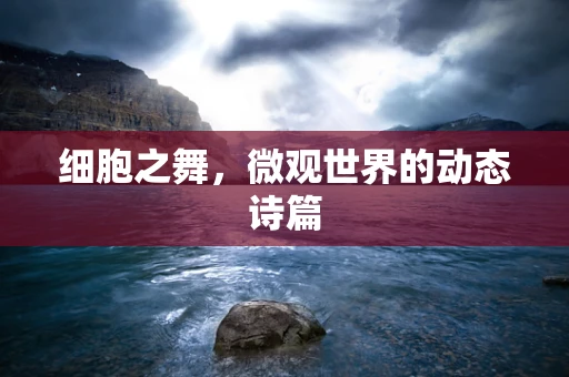 细胞之舞，微观世界的动态诗篇