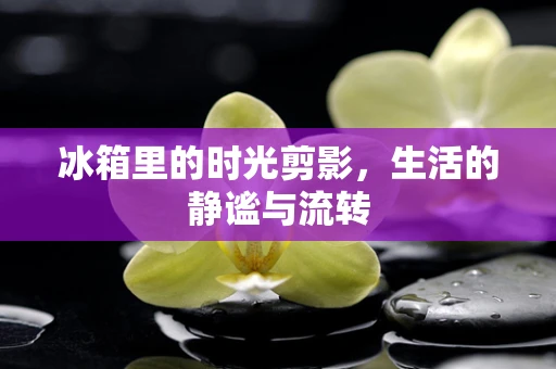 冰箱里的时光剪影，生活的静谧与流转