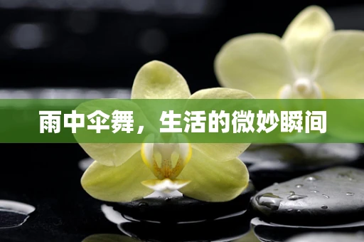 雨中伞舞，生活的微妙瞬间