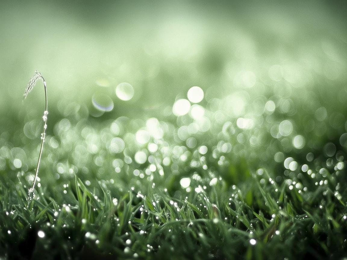 白露微光，捕捉生活中的温柔瞬间